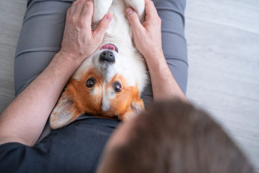 マッサージしてもらうコーギー